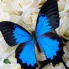 elenaqwer1234