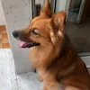 carmeladoino
