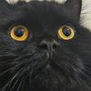 charcoal_the_black_cat