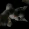 areena_s