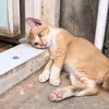 tigricataaaa