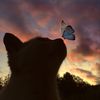 🦋