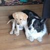 charlieandenzoshappylife