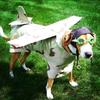 aerodynamicdog