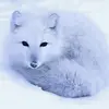 white.fox.12