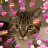 my.kitten.totoro