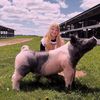alligriep