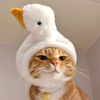 noxy_xccc