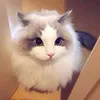rdanter4
