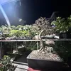 nqbonsai