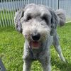 rudysheepadoodle