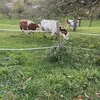 aelblerin82