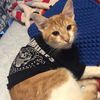 meownyan35