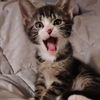 lovephillycats