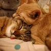 normandycats