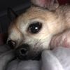 amy_bovair_bell