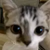yare.jhamile