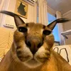 joaogabriel3964