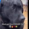 edgarcutdogthesecond