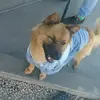 rumplebutt