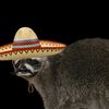 raccoonman4289