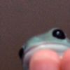 frogskates
