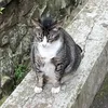 inisiapacobaaaaa
