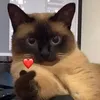 gatitocientifico