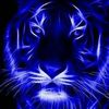 kamaldeep252