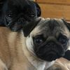 pugmom_22