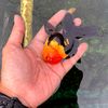 adifaramandana