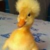 gooniegold