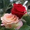 oujda_h