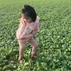 thaocherrys