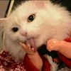 peekaboocoochie
