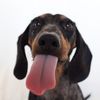 daphne_the_wiener