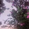 prettylilpaleone