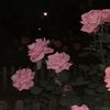 totti_negussie