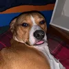 dingusbus
