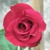 phamthibichhong75