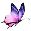 butterfly230300