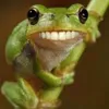virtual.frogs