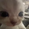 .iahnye