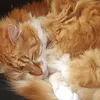 oliplr