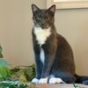 ilovecats2020