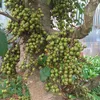 phuongdinhcao