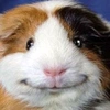 guinea_pig230