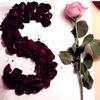 sisiuser96