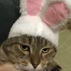 noviscat
