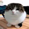 ahasparkey
